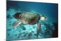 Premium Photographic Print