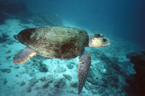 'Loggerhead Turtle Female' Photographic Print | Art.com