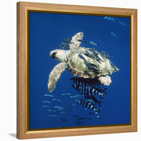 Loggerhead Turtle Juvenile with Pilot Fish-null-Framed Premier Image Canvas