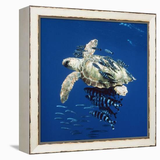 Loggerhead Turtle Juvenile with Pilot Fish-null-Framed Premier Image Canvas