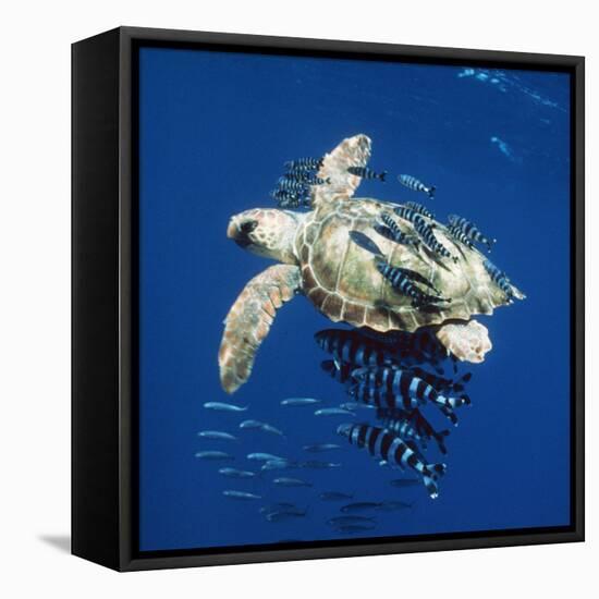 Loggerhead Turtle Juvenile with Pilot Fish-null-Framed Premier Image Canvas