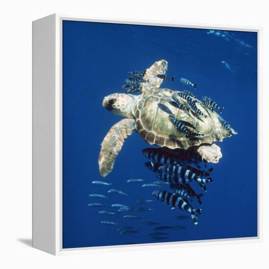 Loggerhead Turtle Juvenile with Pilot Fish-null-Framed Premier Image Canvas