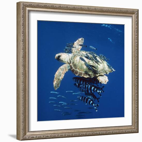 Loggerhead Turtle Juvenile with Pilot Fish-null-Framed Photographic Print