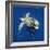 Loggerhead Turtle Juvenile with Pilot Fish-null-Framed Photographic Print