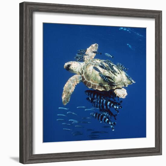 Loggerhead Turtle Juvenile with Pilot Fish-null-Framed Photographic Print