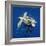 Loggerhead Turtle Juvenile with Pilot Fish-null-Framed Photographic Print