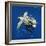 Loggerhead Turtle Juvenile with Pilot Fish-null-Framed Photographic Print