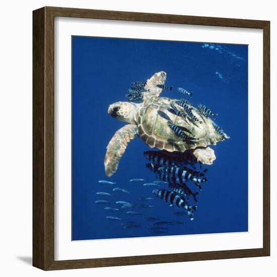 Loggerhead Turtle Juvenile with Pilot Fish-null-Framed Photographic Print