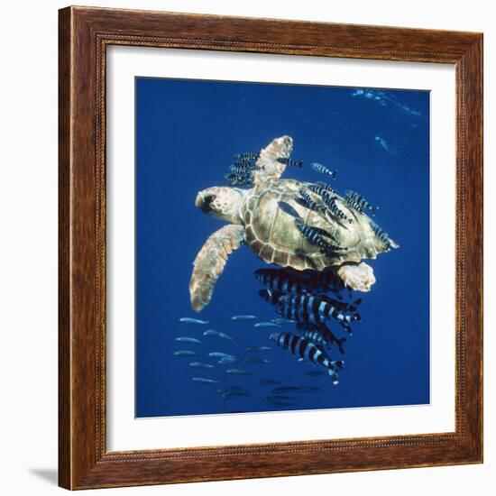 Loggerhead Turtle Juvenile with Pilot Fish-null-Framed Photographic Print