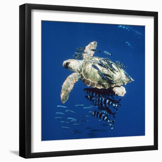 Loggerhead Turtle Juvenile with Pilot Fish-null-Framed Photographic Print