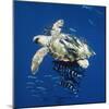 Loggerhead Turtle Juvenile with Pilot Fish-null-Mounted Photographic Print