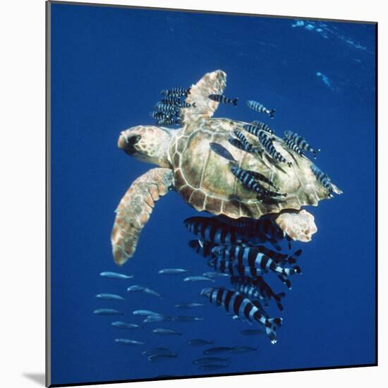 Loggerhead Turtle Juvenile with Pilot Fish-null-Mounted Photographic Print