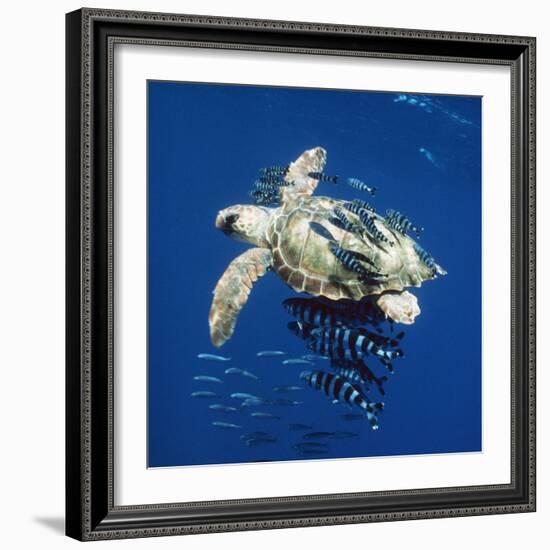 Loggerhead Turtle Juvenile with Pilot Fish-null-Framed Photographic Print