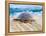 Loggerhead Turtle, Nagata, Kagoshima, Yakushima, Japan-Rob Tilley-Framed Premier Image Canvas