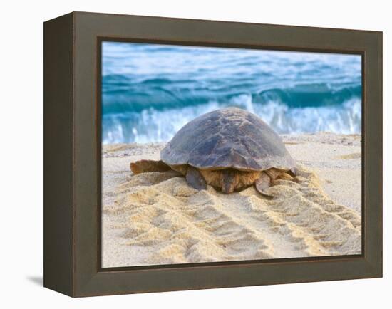 Loggerhead Turtle, Nagata, Kagoshima, Yakushima, Japan-Rob Tilley-Framed Premier Image Canvas