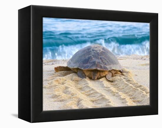 Loggerhead Turtle, Nagata, Kagoshima, Yakushima, Japan-Rob Tilley-Framed Premier Image Canvas