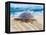 Loggerhead Turtle, Nagata, Kagoshima, Yakushima, Japan-Rob Tilley-Framed Premier Image Canvas