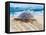 Loggerhead Turtle, Nagata, Kagoshima, Yakushima, Japan-Rob Tilley-Framed Premier Image Canvas