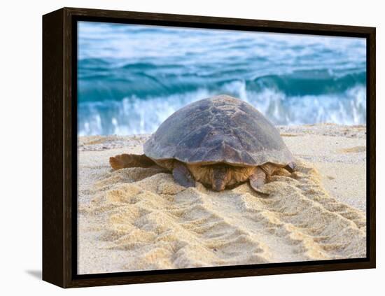 Loggerhead Turtle, Nagata, Kagoshima, Yakushima, Japan-Rob Tilley-Framed Premier Image Canvas
