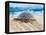 Loggerhead Turtle, Nagata, Kagoshima, Yakushima, Japan-Rob Tilley-Framed Premier Image Canvas