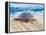 Loggerhead Turtle, Nagata, Kagoshima, Yakushima, Japan-Rob Tilley-Framed Premier Image Canvas