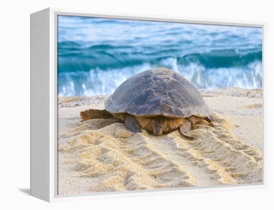 Loggerhead Turtle, Nagata, Kagoshima, Yakushima, Japan-Rob Tilley-Framed Premier Image Canvas