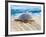 Loggerhead Turtle, Nagata, Kagoshima, Yakushima, Japan-Rob Tilley-Framed Photographic Print