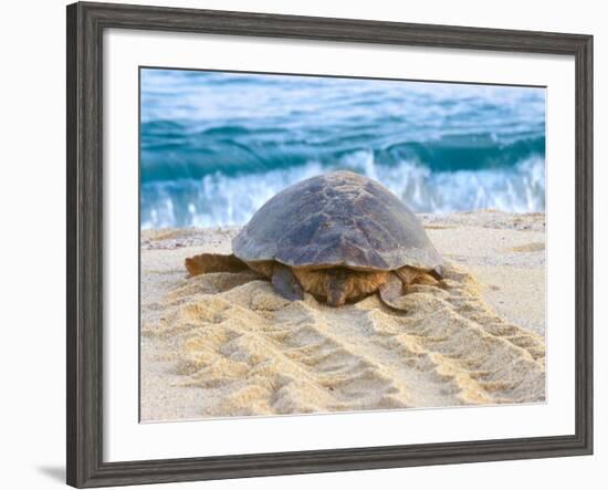 Loggerhead Turtle, Nagata, Kagoshima, Yakushima, Japan-Rob Tilley-Framed Photographic Print