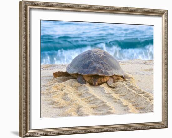 Loggerhead Turtle, Nagata, Kagoshima, Yakushima, Japan-Rob Tilley-Framed Photographic Print