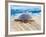 Loggerhead Turtle, Nagata, Kagoshima, Yakushima, Japan-Rob Tilley-Framed Photographic Print