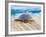 Loggerhead Turtle, Nagata, Kagoshima, Yakushima, Japan-Rob Tilley-Framed Photographic Print