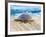 Loggerhead Turtle, Nagata, Kagoshima, Yakushima, Japan-Rob Tilley-Framed Photographic Print