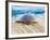 Loggerhead Turtle, Nagata, Kagoshima, Yakushima, Japan-Rob Tilley-Framed Photographic Print