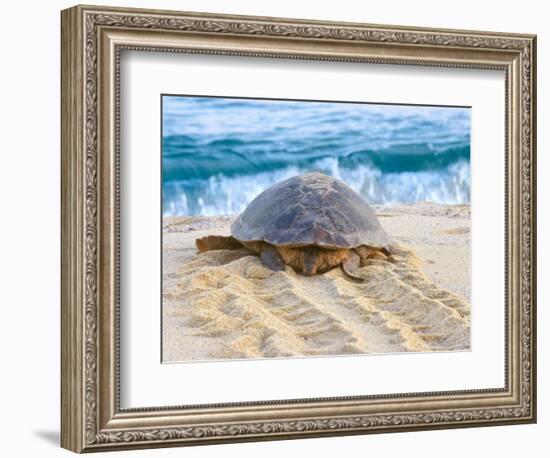 Loggerhead Turtle, Nagata, Kagoshima, Yakushima, Japan-Rob Tilley-Framed Photographic Print