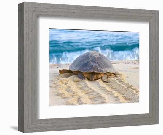 Loggerhead Turtle, Nagata, Kagoshima, Yakushima, Japan-Rob Tilley-Framed Photographic Print