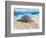 Loggerhead Turtle, Nagata, Kagoshima, Yakushima, Japan-Rob Tilley-Framed Photographic Print