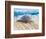 Loggerhead Turtle, Nagata, Kagoshima, Yakushima, Japan-Rob Tilley-Framed Photographic Print