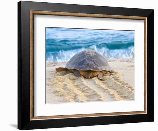 Loggerhead Turtle, Nagata, Kagoshima, Yakushima, Japan-Rob Tilley-Framed Photographic Print