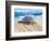 Loggerhead Turtle, Nagata, Kagoshima, Yakushima, Japan-Rob Tilley-Framed Photographic Print