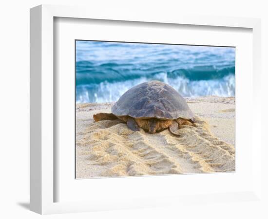 Loggerhead Turtle, Nagata, Kagoshima, Yakushima, Japan-Rob Tilley-Framed Photographic Print