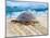 Loggerhead Turtle, Nagata, Kagoshima, Yakushima, Japan-Rob Tilley-Mounted Photographic Print