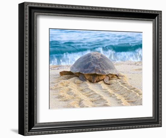 Loggerhead Turtle, Nagata, Kagoshima, Yakushima, Japan-Rob Tilley-Framed Photographic Print