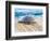 Loggerhead Turtle, Nagata, Kagoshima, Yakushima, Japan-Rob Tilley-Framed Photographic Print