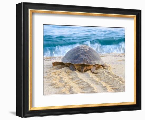 Loggerhead Turtle, Nagata, Kagoshima, Yakushima, Japan-Rob Tilley-Framed Photographic Print