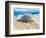 Loggerhead Turtle, Nagata, Kagoshima, Yakushima, Japan-Rob Tilley-Framed Photographic Print