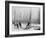 Logging in Michigan, the Sled-null-Framed Photo