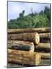 Logging in the Rain Forest, Island of Borneo, Malaysia-Anthony Waltham-Mounted Photographic Print