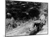 Logging Train, Harbor Springs, Mich.-null-Mounted Photo