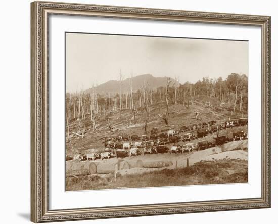 Logging with Bullock Teams at Whakapara-null-Framed Photographic Print