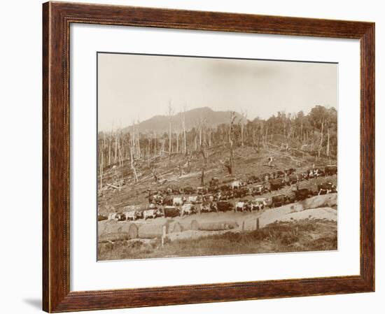 Logging with Bullock Teams at Whakapara-null-Framed Photographic Print